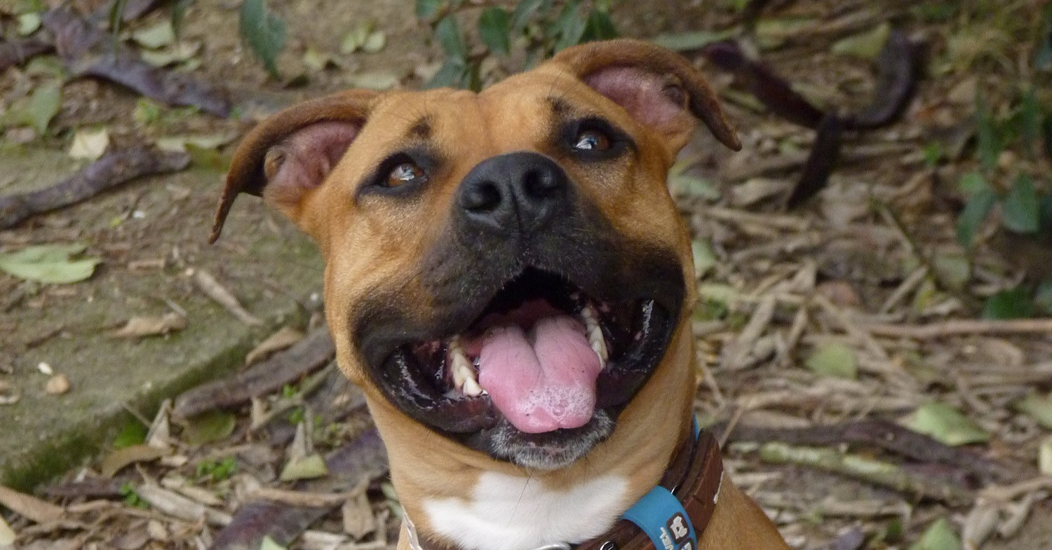 Stop Overstrand Punishing Our Pets Image