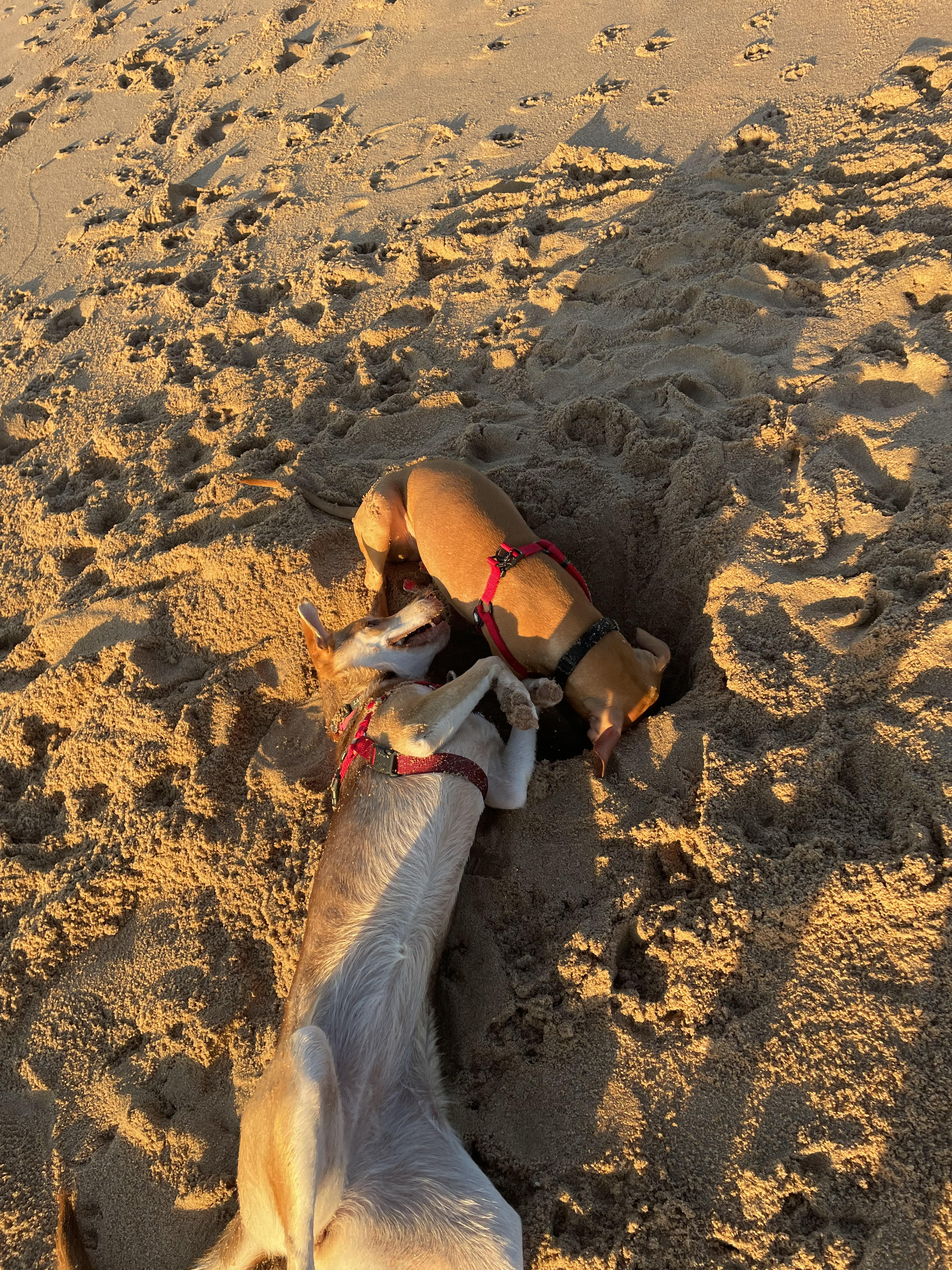 Dog Beach - Salt Rock Image