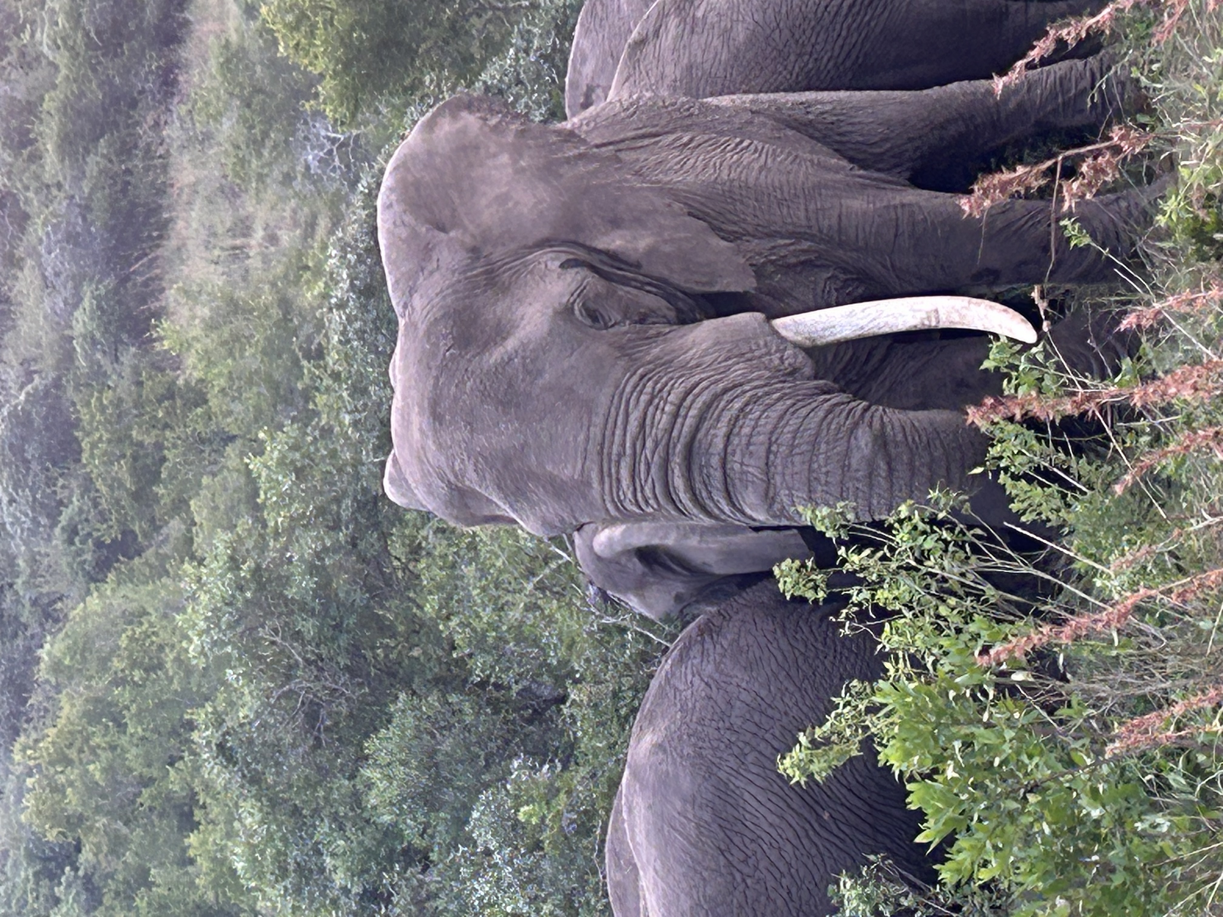 STOP New Quotas for Export of Trophy Hunting image